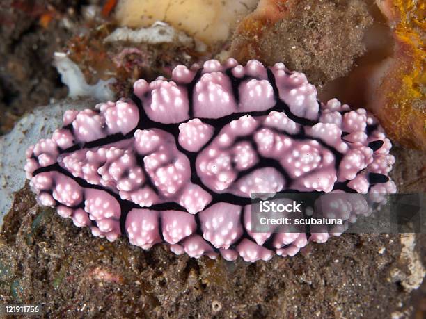 Nudibranch Stock Photo - Download Image Now - Above, Animal Back, Animal Body