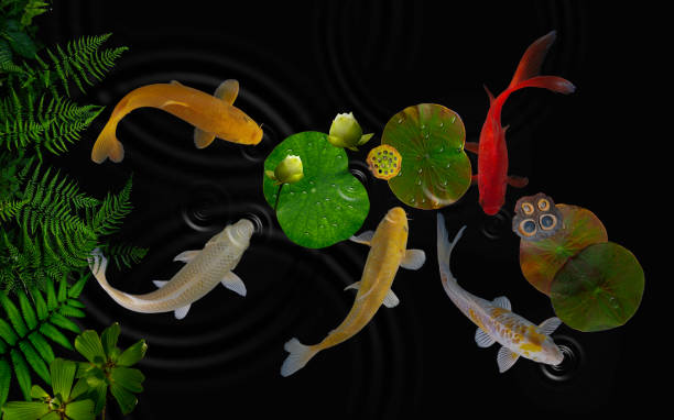 istock Pond with white waterlily and koi fish. 1219118556