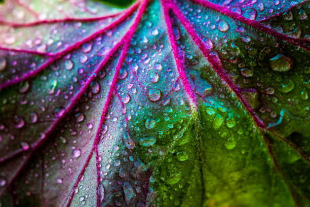 istock Abstract macro close up of fresh rain drops on autumn leaf 1219118574