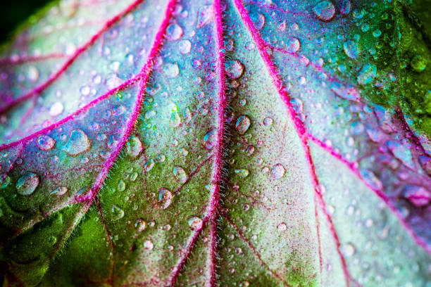istock Abstract macro close up of fresh rain drops on autumn leaf 1219118583