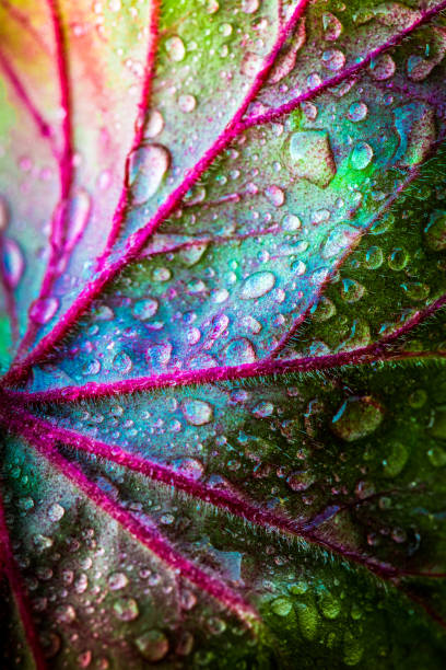 Abstract macro close up of fresh rain drops on autumn leaf Close up macro color image depicting water drops on a leaf outdoors after heavy rainfall. The leaf is green and purple in color with bright purple/magenta veins and the large drops of water magnify the veins and intricate pattern on the surface of the leaf. Selective focus with room for copy space. leaf vein photos stock pictures, royalty-free photos & images
