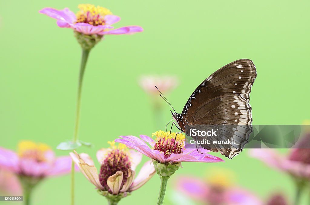 굉장해요 알류 플라이에는 나비 on 백일홍 아이리스입니다 - 로열티 프리 0명 스톡 사진