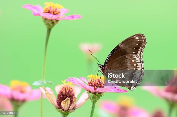 굉장해요 알류 플라이에는 나비 On 백일홍 아이리스입니다 0명에 대한 스톡 사진 및 기타 이미지 - 0명, 경외감, 곤충