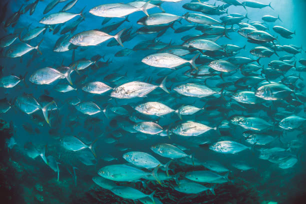 istock Pelagic silver fish schooling in clear blue ocean 1219120631