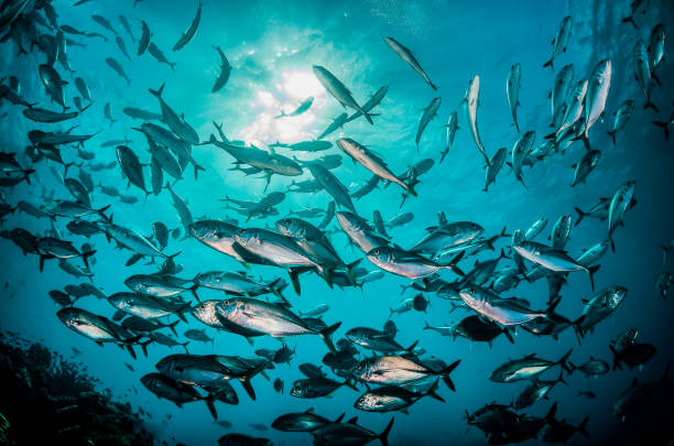 istock Pelagic silver fish schooling in clear blue ocean 1219120638