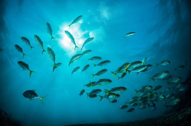 istock Pelagic silver fish schooling in clear blue ocean 1219120641
