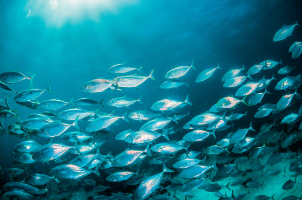 istock Pelagic silver fish schooling in clear blue ocean 1219120667