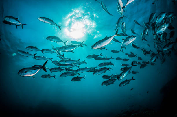 istock Pelagic silver fish schooling in clear blue ocean 1219120679