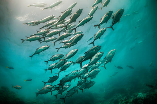 istock Pelagic silver fish schooling in clear blue ocean 1219120690