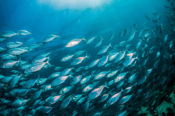istock Pelagic silver fish schooling in clear blue ocean 1219120693