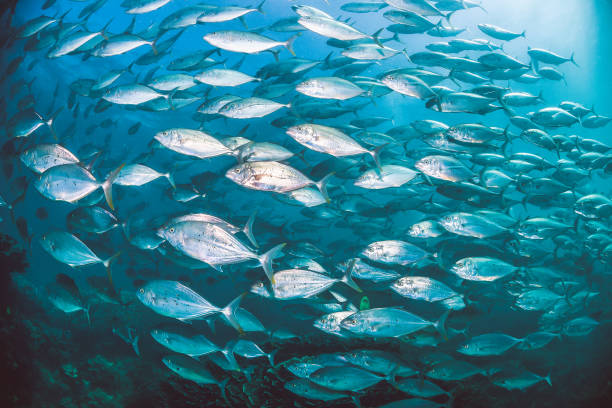 istock Pelagic silver fish schooling in clear blue ocean 1219120695