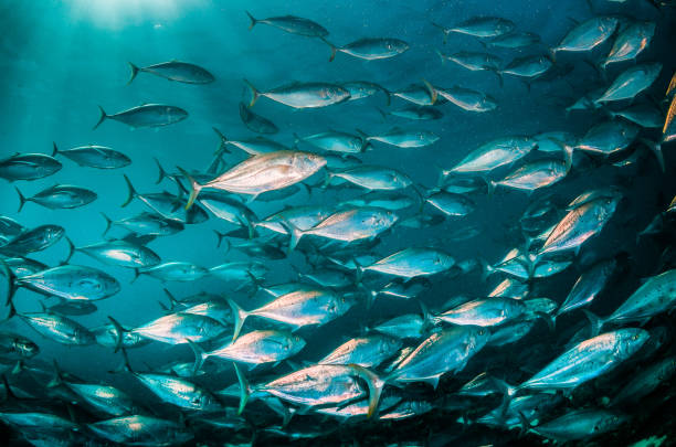istock Pelagic silver fish schooling in clear blue ocean 1219120713