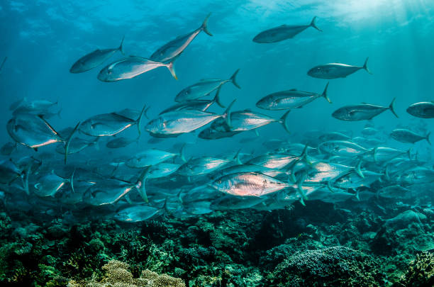 istock Pelagic silver fish schooling in clear blue ocean 1219120781