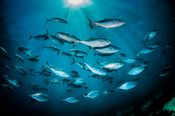 istock Pelagic silver fish schooling in clear blue ocean 1219120842