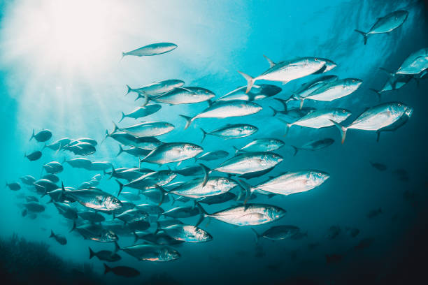 istock Pelagic silver fish schooling in clear blue ocean 1219120870