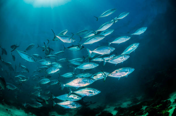 istock Pelagic silver fish schooling in clear blue ocean 1219120898