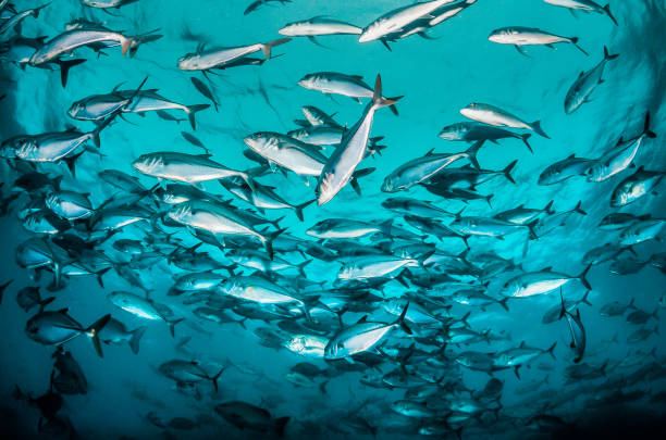 istock Pelagic silver fish schooling in clear blue ocean 1219120904