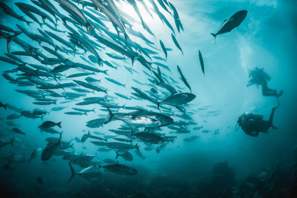 istock Pelagic silver fish schooling in clear blue ocean 1219120905
