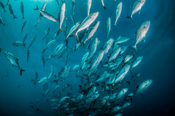 istock Pelagic silver fish schooling in clear blue ocean 1219120943