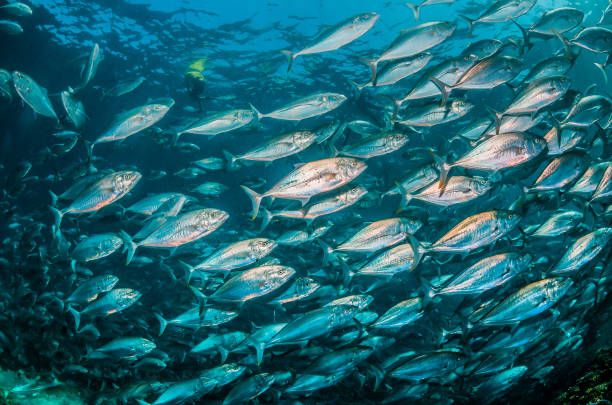 istock Pelagic silver fish schooling in clear blue ocean 1219121029