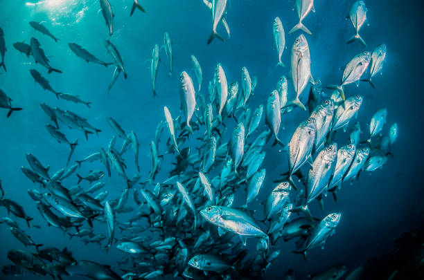 istock Pelagic silver fish schooling in clear blue ocean 1219121065