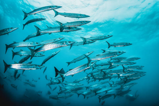 istock Pelagic silver fish schooling in clear blue ocean 1219121067