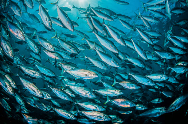 istock Pelagic silver fish schooling in clear blue ocean 1219121204