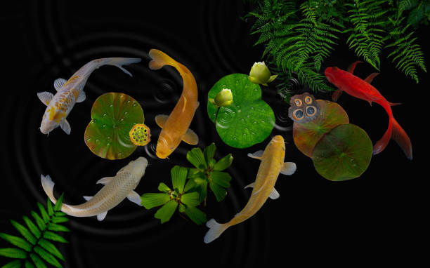 istock Pond with white waterlily and koi fish. 1219121238
