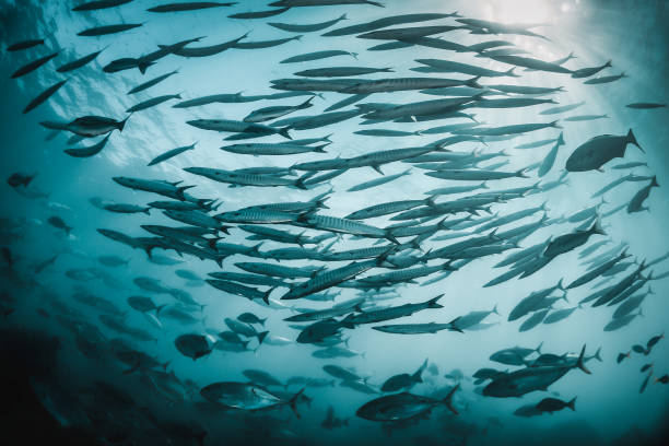 istock Pelagic silver fish schooling in clear blue ocean 1219121239