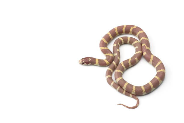 istock Colorful King snake isolated on white background 1219121347