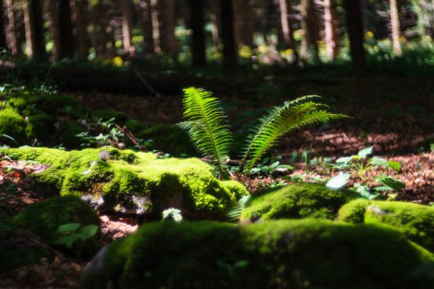 Moss on rocks and fence in the woodland