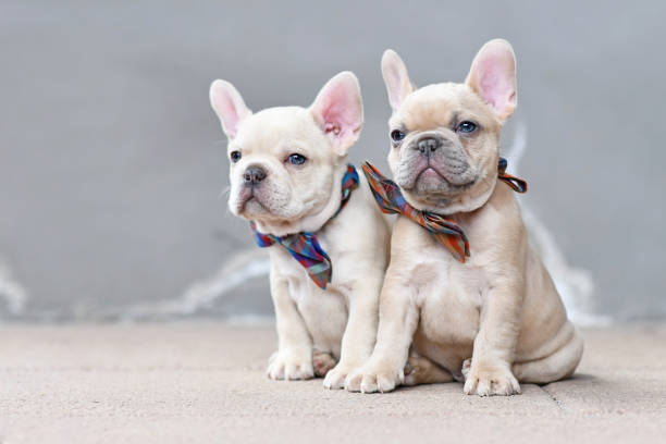 Two 7 weeks old lilac fawn colored French Bulldog dog puppies wearing bow ties sitting together in front of gray wall Two 7 weeks old maskless diluted lilac fawn colored French Bulldog dog puppies wearing bow ties sitting together in front of gray wall. french bulldog puppies stock pictures, royalty-free photos & images