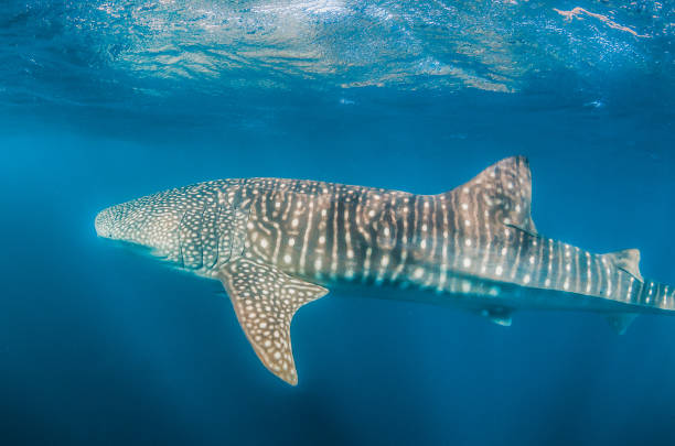 istock Whale shark swimming in the wild in open ocean 1219122595