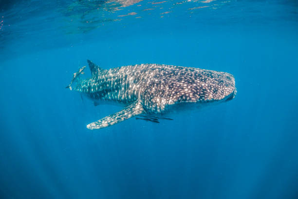 istock Whale shark swimming in the wild in open ocean 1219122597
