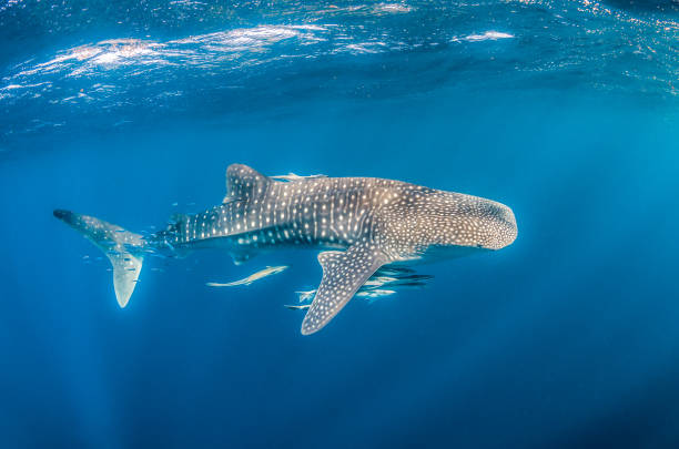 istock Whale shark swimming in the wild in open ocean 1219122607