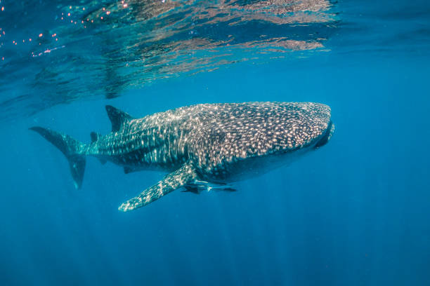 istock Whale shark swimming in the wild in open ocean 1219122622