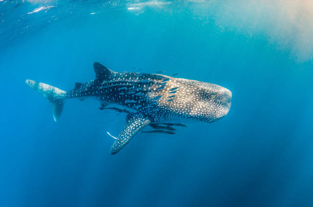 istock Whale shark swimming in the wild in open ocean 1219122633