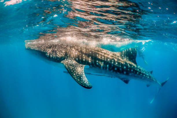 istock Whale shark swimming in the wild in open ocean 1219122636