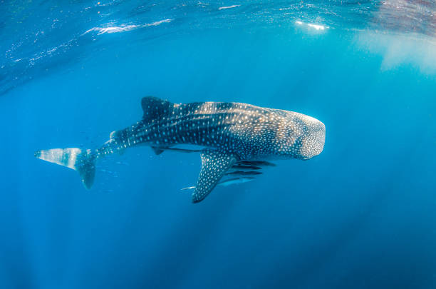 istock Whale shark swimming in the wild in open ocean 1219122643