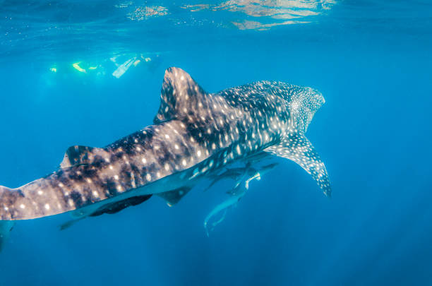 istock Whale shark swimming in the wild in open ocean 1219122673
