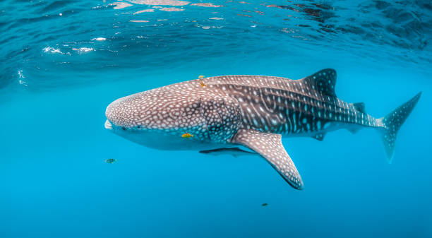 istock Whale shark swimming in the wild in open ocean 1219122700