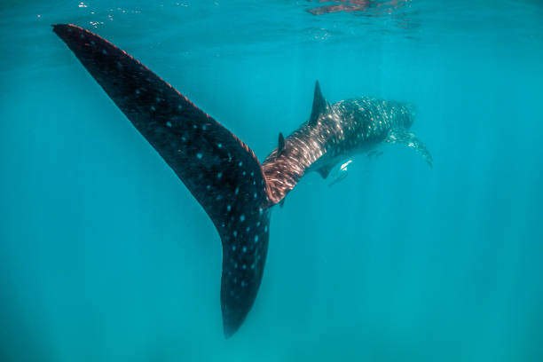 istock Whale shark swimming in the wild in open ocean 1219122706