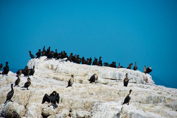 colony of black oystercatcher (haematopus bachmani) in Hermanus, South Africa
