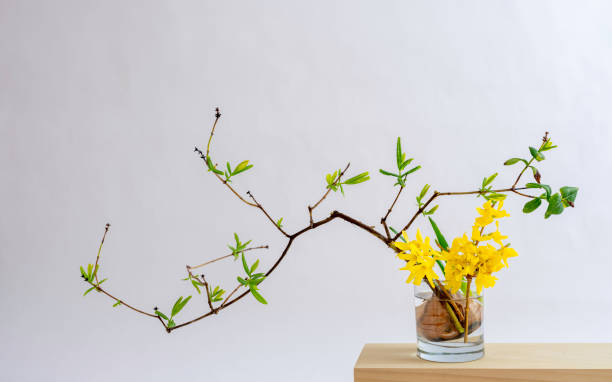 Photo of Curved honeysuckle branches and Forsythia in Glass on wooden table against white background