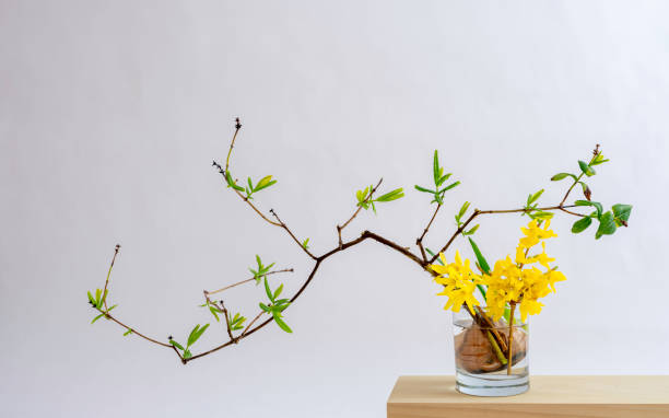 Curved Honeysuckle Branches And Forsythia In Glass On Wooden Table Against White Background Stock Photo - Download Image Now - iStock Curved Honeysuckle Branches And Forsythia In Glass On Wooden Table Against White Background Stock Photo - Download Image Now - Istock