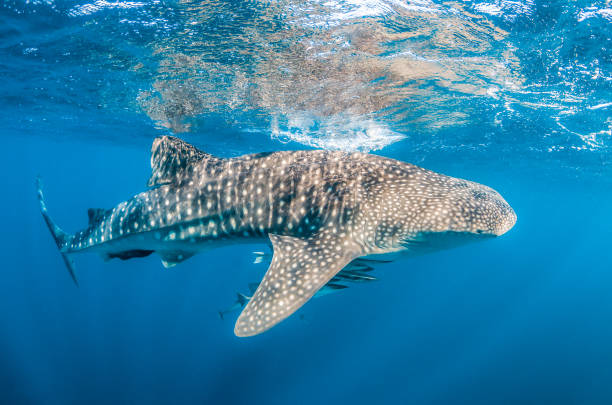 istock Whale shark swimming in the wild in open ocean 1219122813