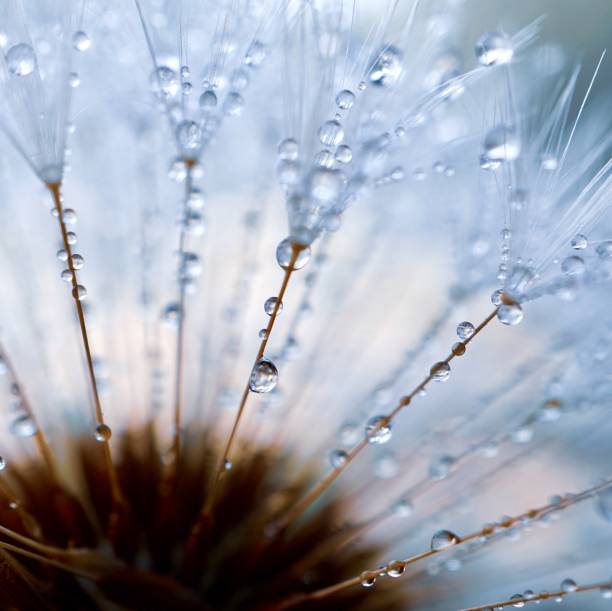istock raindrops on the dandelion seed , rainy days in spring 1219123636