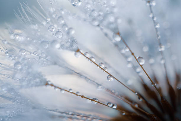 istock raindrops on the dandelion seed , rainy days in spring 1219123641