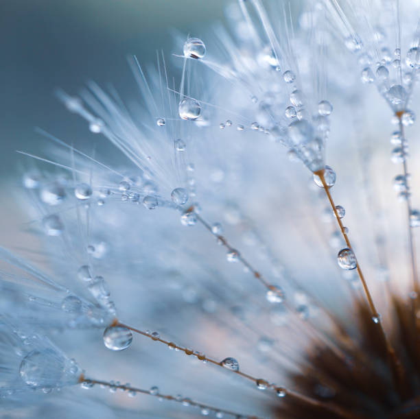 istock raindrops on the dandelion seed , rainy days in spring 1219123642