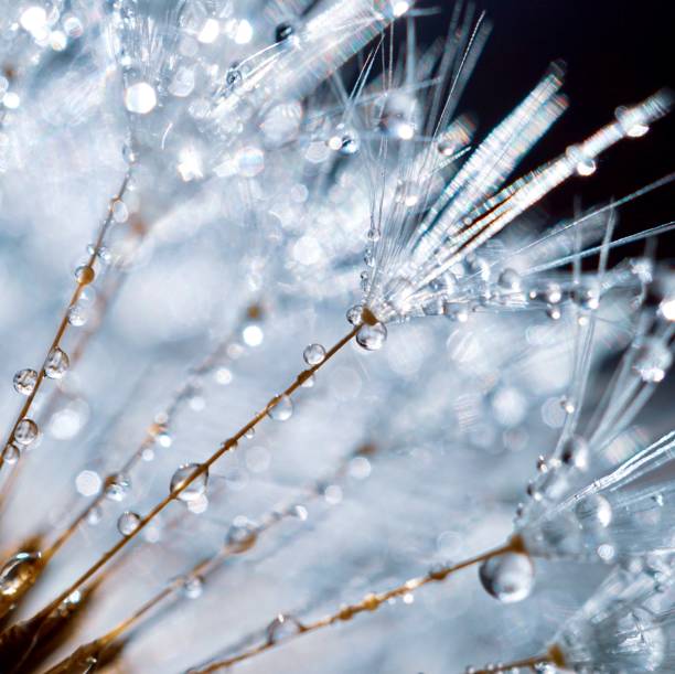 istock raindrops on the dandelion seed , rainy days in spring 1219123644
